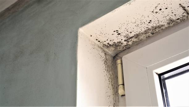 Best Mold Prevention Services  in Dunlap, IN