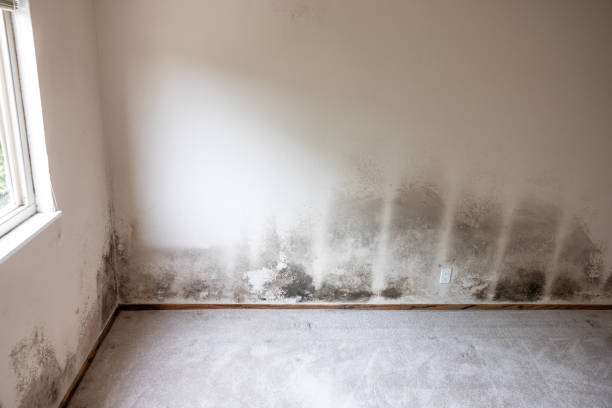 Best Forensic Mold Investigation  in Dunlap, IN